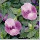 Torenia-Summer Wave-'Blue'-PW